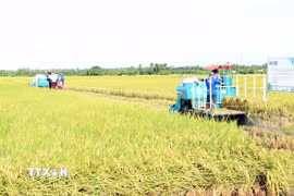 Thu hoạch lúa tại mô hình Đề án 1 triệu hecta lúa chất lượng cao. (Ảnh: Trung Hiếu/TTXVN)