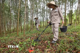 Rà phá, bom mìn đem lại đất sản xuất cho nhân dân Quảng Trị. (Ảnh: Minh Đức/TTXVN)