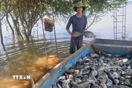 Thu hoạch cá rô phi nuôi lồng trên hồ. (Ảnh: TTXVN phát)