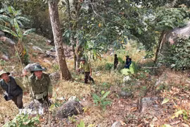 Lực lượng kiểm lâm An Giang kiểm tra phòng chống cháy rừng trên khu vực núi Dài, xã Lương Phi, huyện Tri Tôn, tỉnh An Giang. (Ảnh: Thanh Sang/TTXVN)