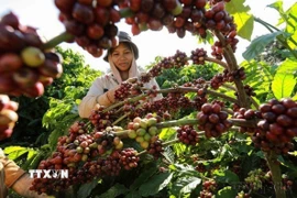 Thu hoạch càphê ở vùng trồng của Công ty Simexco Daklak, thành phố Buôn Ma Thuột, tỉnh Đắk Lắk. (Ảnh: Vũ Sinh/TTXVN)
