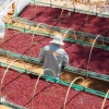 Càphê Gia Lai được trồng và chăm sóc theo hướng canh tác hữu cơ thuận tự nhiên, kiểm soát chặt chẽ từ khâu thu hái đến chế biến. (Ảnh: Hoài Nam/TTXVN)