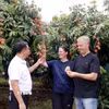 Du khách tham quan và thưởng thức vải tại vườn. (Ảnh: Đồng Thúy/TTXVN)