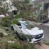 Một chiếc xe đậu bên lề đường Hồ Tùng Mậu (sát công viên Xuân Hương, phường Xuân Hương - Đà Lạt) bị cành thông lớn gãy đổ, đè trúng gây hư hại một phần nóc xe. (Ảnh: Nguyễn Dũng/TTXVN)