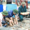 Các nông dân trong Hợp tác xã thu hoạch cá. (Ảnh: Thái Hùng/TTXVN)