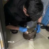 Một cá thể tê tê Java được giải cứu kịp thời. (Ảnh: TTXVN phát)