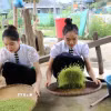Chuẩn bị cốm cho lễ cúng "Mừng Cơm mới" (Ảnh: TTXVN)