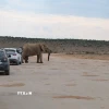 Đoàn xe du lịch tự lái dừng lại cho một chú voi qua đường tại Công viên quốc gia voi Addo tại Nam Phi. (Ảnh: Hồng Minh/TTXVN)