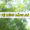 Mã QR được gắn trên cây di sản: Lan tỏa tình yêu và ý thức bảo vệ rừng