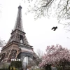Tháp Eiffel tại thủ đô Paris, Pháp. Ảnh: THX/TTXVN