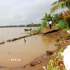 Khu vực sạt lở trên tuyến đê bao sông Măng đoạn qua xã Tân Long Hội, tỉnh Vĩnh Long đã được gia cố tạm thời nhưng tiếp tục có nguy cơ sạt lở tiếp do triều cường dâng cao. (Ảnh: Lê Thúy Hằng/TTXVN)