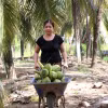Bà Trần Thị Ngọc Mai, ấp Vĩnh Yên, phường Long Đức thu hoạch dừa. (Ảnh: Thanh Hòa/TTXVN) 