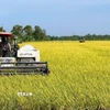 Nông dân thu hoạch lúa Đông Xuân. (Ảnh: TTXVN phát)
