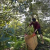 Nhà vườn xã Tân Phú, huyện Châu Thành, tỉnh Bến Tre, thu hoạch sầu riêng. (Ảnh: Công Trí/TTXVN)
