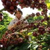 Thu hoạch càphê. (Ảnh: Vũ Sinh/TTXVN)
