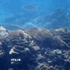 Bãi rạn san hô thuộc Khu bảo tồn biển Vườn quốc gia Núi Chúa (Ninh Hải, tỉnh Ninh Thuận). (Ảnh: TTXVN phát)