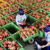 Sơ chế trái thanh long để đóng gói xuất khẩu tại Bình Thuận. (Ảnh: Hồng Nhung/ TTXVN)
