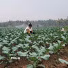 Người dân xã Minh Châu Xanh. (Ảnh Phương Anh/TTXVN)