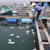 Người dân tại khu vực tiểu khu 3, sông Chà Và, xã Long Sơn thu gom cá chết vào trưa 29/12/2025. (Ảnh: Hoàng Nhị/TTXVN)