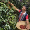 Càphê Aribica được tuyển chọn, chỉ thu hái những quả chín đỏ nhằm nâng cao chất lượng cho sản phẩm càphê. (Ảnh: Nguyễn Dũng/TTXVN)