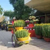 Sau khi được mua, các chậu hoa được vận chuyển đi từ chợ hoa. (Ảnh: Võ Văn Dũng/TTXVN)