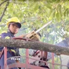 Nhân viên Công ty TNHH MTV Công viên cây xanh Thành phố Hồ Chí Minh thực hiện cắt tỉa cây. (Ảnh: TTXVN phát.)