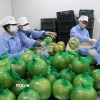 Bưởi da xanh Hòa Bình sau khi sơ chế, làm sạch, được đóng gói. (Ảnh: Mạnh Minh/TTXVN)