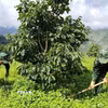 Cán bộ, chiến sĩ Đồn Biên phòng Nghĩa Thuận (tỉnh Tuyên Quang) phát dọn cỏ, chăm sóc vườn hồng không hạt tại xã Nghĩa Thuận, góp phần hỗ trợ người dân nâng cao hiệu quả sản xuất. (Ảnh: Hoàng Chính/TTXVN phát)