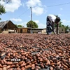 (Tư liệu) Nông dân phơi hạt cacao tại làng Bringakro, Côte d'Ivoire. (Ảnh: AFP/TTXVN)