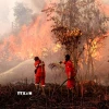 Lực lượng cứu hỏa nỗ lực dập lửa cháy rừng tại Kampar, tỉnh Riau, Indonesia, ngày 20/7/2025. (Ảnh: THX/TTXVN)