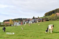 Bò sữa trên đồng cỏ bên ngoài nhà máy của hãng sữa Nestle ở Konolfingen, Thụy Sĩ. (Nguồn: THX/TTXVN)