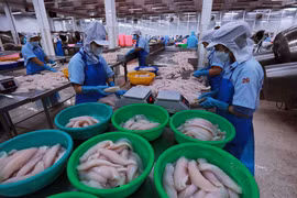 Chế biến thủy sản xuất khẩu. (Ảnh: Đức Duy/Vietnam+)