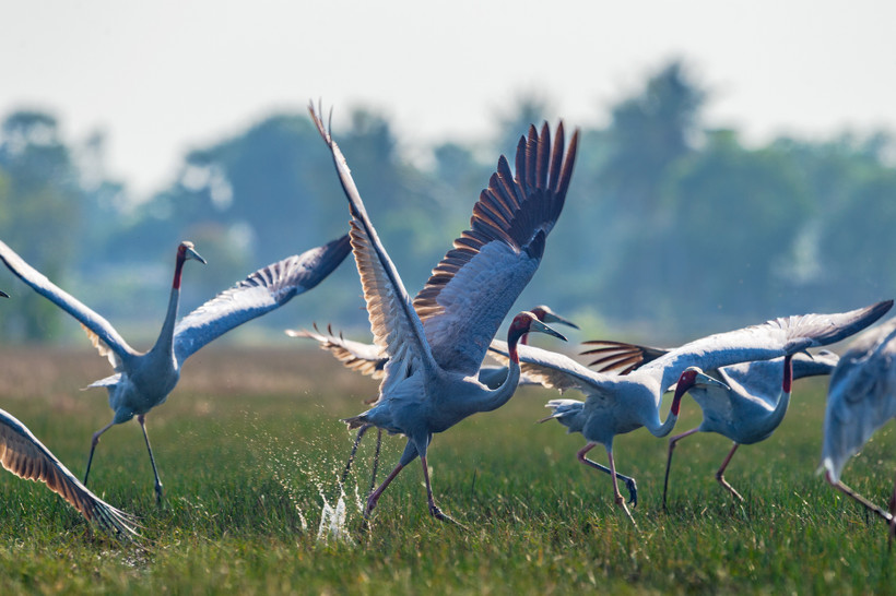 Sếu đầu đỏ Phương Đông chạy đà cất cánh trên vùng đầm lầy ở Anlung Pring, Kampot, Campuchia. (Ảnh: Nguyễn Trường Sinh)