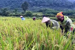 Đồng bào Rục tại xã Kim Phú (Quảng Trị) thu hoạch lúa. (Ảnh: Tá Chuyên/TTXVN)