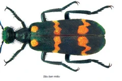 Sâu ban miêu.