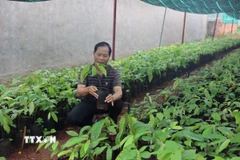 Ông Cao Xuân Trường, xã Xuân Sơn, Thành phố Hồ Chí Minh lựa chọn và đặt hàng cây giống tại Hợp tác xã ca cao Châu Đức. Tuy nhiên, phải 2 tháng nữa ông mới được cung cấp cây giống. (Ảnh: Hoàng Nhị/TTXVN)