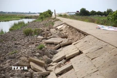 Sạt lở, xói mòn nghiêm trọng trên tuyến đê bao bảo vệ vùng trồng lúa trọng điểm phía Nam tỉnh Quảng Trị. (Ảnh: Thanh Thủy/TTXVN)