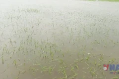 Gần 8.000ha lúa ở Quảng Trị bị ngập úng do mưa lớn