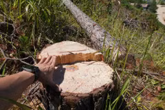 Một cây thông có đường kính thân cây lớn bị cưa hạ tại khu vực rừng thông ở xã Lạc Dương (Lâm Đồng). (Ảnh: Nguyễn Dũng/TTXVN)