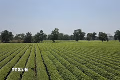 Diện tích chè tại khu vực Biển Hồ chè là địa điểm thu hút đông đảo du khách. (Ảnh: Hồng Điệp/TTXVN)