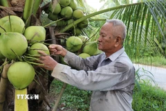 Ông Kim Văn Thành tại xã Song Lộc (Vĩnh Long) chuyển đổi 1,2ha đất trồng lúa sang trồng dừa 15 năm nay cho thu nhập tăng trên 10 lần so với trồng lúa. (Ảnh: Thanh Hòa/TTXVN)