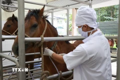 Ngựa được nhân viên ở Trại chăn nuôi Suối Dầu thực hiện quy trình lấy máu, phục vụ công tác tách chiết huyết thanh. (Ảnh: Phan Sáu/ TTXVN)