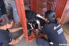 Gấu gây mê xong được đưa về Trung Tâm Cứu hộ Gấu Việt Nam. (Nguồn: Báo Nghệ An)