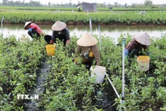 Nông dân xã Gò Công Đông (Đồng Tháp) chăm sóc cây quế trong mô hình trồng chuyên canh rau màu. (Ảnh: Hữu Chí/TTXVN)