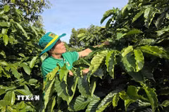 Vườn càphê áp dụng mô hình canh tác càphê thông minh. (Ảnh: Hồng Điệp/TTXVN)