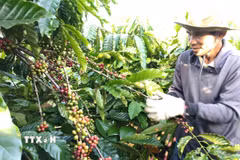 Thu hoạch càphê tại Gia Lai. (Ảnh: Hồng Điệp/TTXVN)