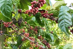 Diện tích canh tác càphê thông minh tại Gia Lai cho năng suất, chất lượng cao. (Ảnh: Hồng Điệp/TTXVN)