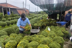 Chuẩn bị đóng gói cúc mâm xôi giao cho thương lái đi tiêu thụ. (Ảnh: Huỳnh Phúc Hậu/TTXVN)