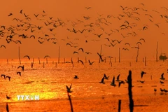 Đàn chim mòng biển trên bờ biển Giao Hải thuộc vùng đệm của Vườn Quốc gia Xuân Thủy. (Ảnh: Lâm Khánh/TTVN)