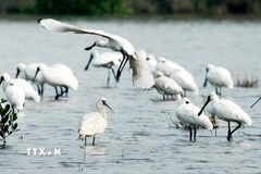 Cò thìa được xếp hạng Nguy cấp trong Sách Đỏ quốc tế, mỗi năm chỉ xuất hiện 40 cá thể trong Vườn Quốc gia Xuân Thủy. (Ảnh: Lâm Khánh/TTVN)